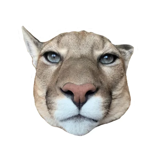 😐 Стикер «Мемная Пума» для Telegram