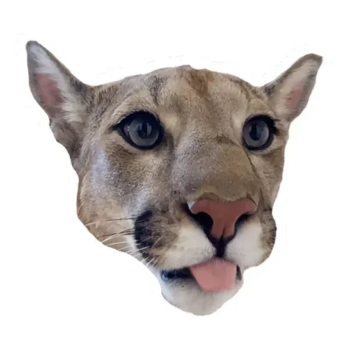 😺 Стикер «Мемная Пума» для Telegram