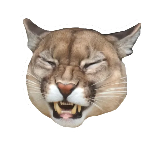 🐱 Стикер «Мемная Пума» для Telegram