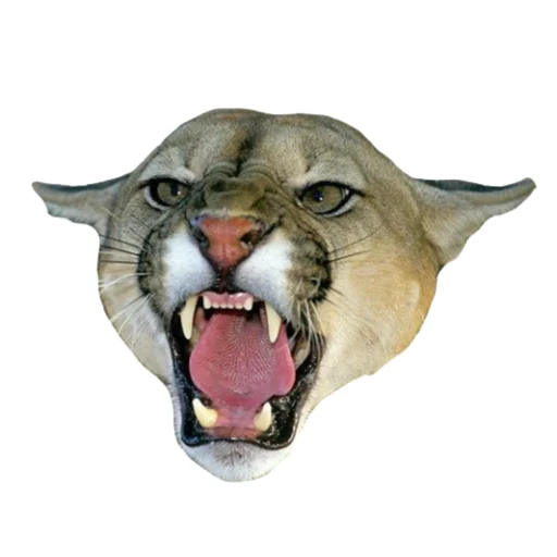 😤 Стикер «Мемная Пума» для Telegram