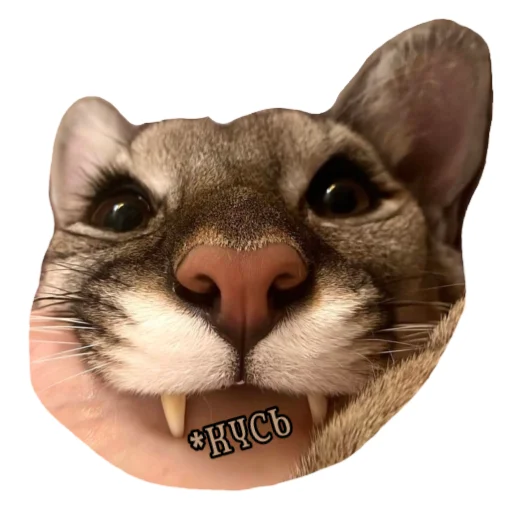 🐱 Стикер «Мемная Пума» для Telegram