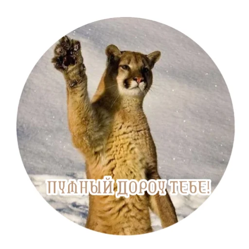 🐱 Стикер «Мемная Пума» для Telegram