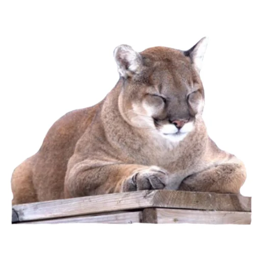 🐱 Стикер «Мемная Пума» для Telegram