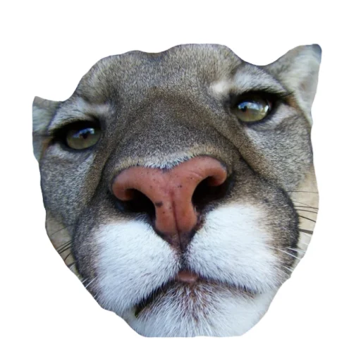 ❤ Стикер «Мемная Пума» для Telegram