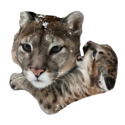 🐱 Стикер «Мемная Пума» для Telegram