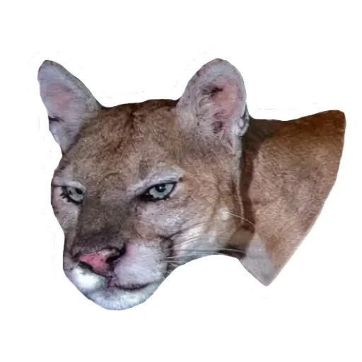 😏 Стикер «Мемная Пума» для Telegram