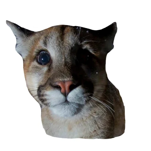 🐱 Стикер «Мемная Пума» для Telegram