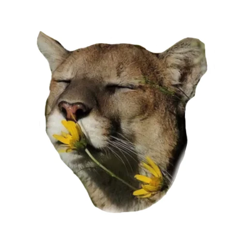🐱 Стикер «Мемная Пума» для Telegram