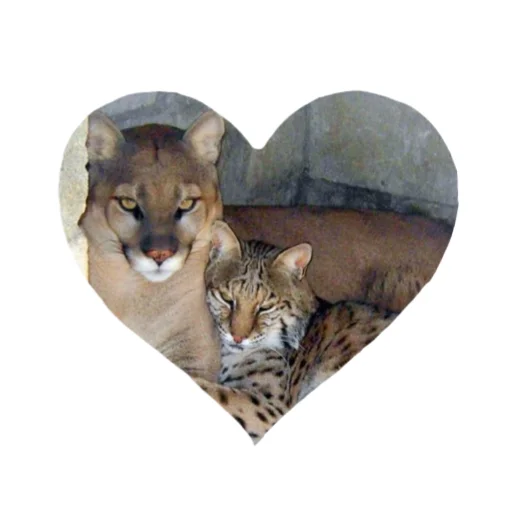 🐱 Стикер «Мемная Пума» для Telegram