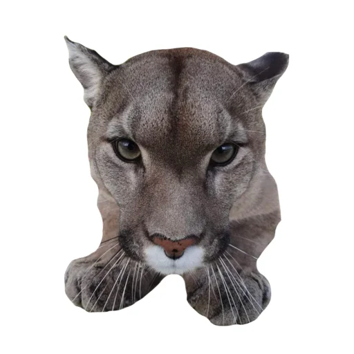 👀 Стикер «Мемная Пума» для Telegram