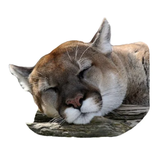 🐱 Стикер «Мемная Пума» для Telegram