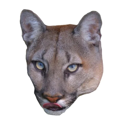 😛 Стикер «Мемная Пума» для Telegram