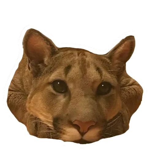 🥺 Стикер «Мемная Пума» для Telegram