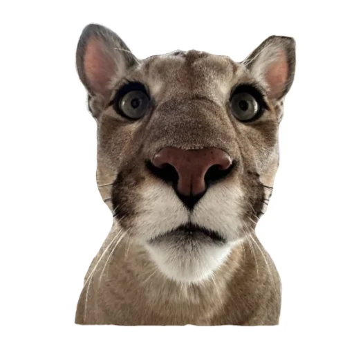 🐱 Стикер «Мемная Пума» для Telegram