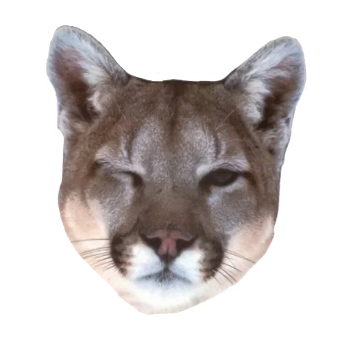 🐱 Стикер «Мемная Пума» для Telegram