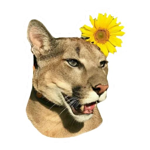 🌼 Стикер «Мемная Пума» для Telegram