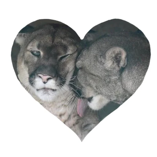 🐱 Стикер «Мемная Пума» для Telegram