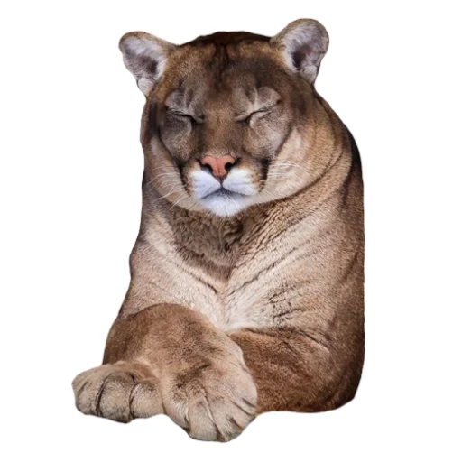 🐱 Стикер «Мемная Пума» для Telegram