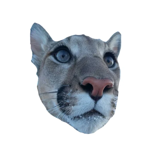 🐱 Стикер «Мемная Пума» для Telegram