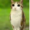 🤩 Эмодзи «Котосовы» для Telegram