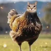 🤩 Эмодзи «Котосовы» для Telegram