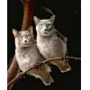 🤩 Эмодзи «Котосовы» для Telegram