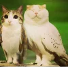 🤩 Эмодзи «Котосовы» для Telegram