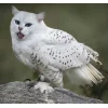 🤩 Эмодзи «Котосовы» для Telegram