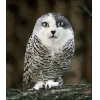 🤩 Эмодзи «Котосовы» для Telegram