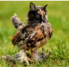 🤩 Эмодзи «Котосовы» для Telegram