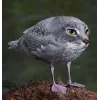 🤩 Эмодзи «Котосовы» для Telegram