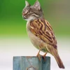 🤩 Эмодзи «Котосовы» для Telegram