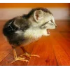 🤩 Эмодзи «Котосовы» для Telegram