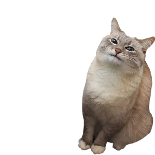 😋 Стикер «PupesPack» для Telegram