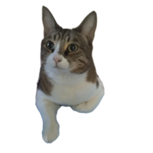 🐱 Стикер «Котские коты» для Telegram