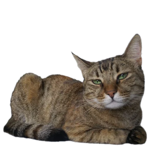 😀 Стикер «Котские коты» для Telegram