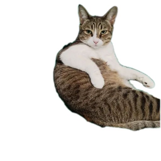🐱 Стикер «Котские коты» для Telegram