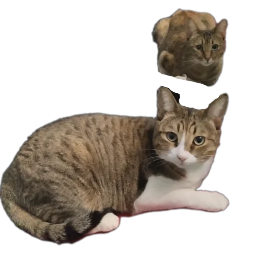 🐱 Стикер «Котские коты» для Telegram