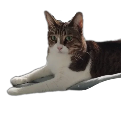 😶 Стикер «Котские коты» для Telegram