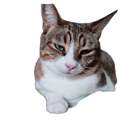 🐱 Стикер «Котские коты» для Telegram