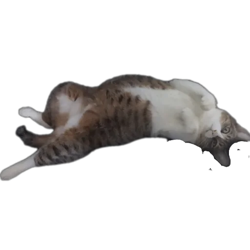 🐱 Стикер «Котские коты» для Telegram