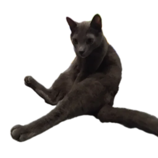 Стикерпак Котские коты для Telegram
