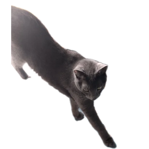 🐱 Стикер «Котские коты» для Telegram