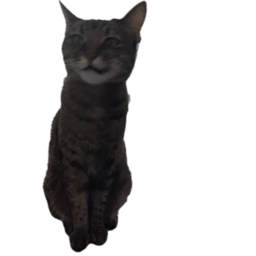 🐱 Стикер «Котские коты» для Telegram