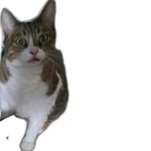 🐱 Стикер «Котские коты» для Telegram