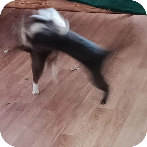 😀 Стикер «Котские коты» для Telegram