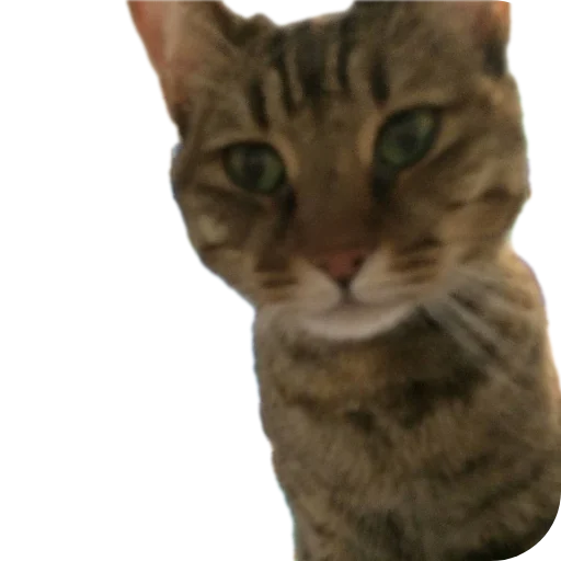 🐱 Стикер «Котские коты» для Telegram
