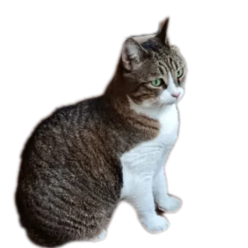🐱 Стикер «Котские коты» для Telegram