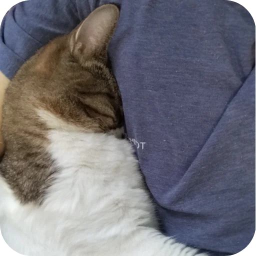 😀 Стикер «Котские коты» для Telegram