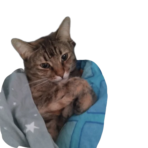 🐱 Стикер «Котские коты» для Telegram